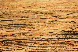 Full view of New Mahli rug from Pakistan, 311 × 241 cm in Beige tones